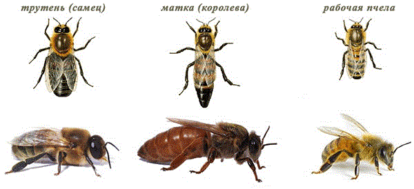 Породы и гибриды